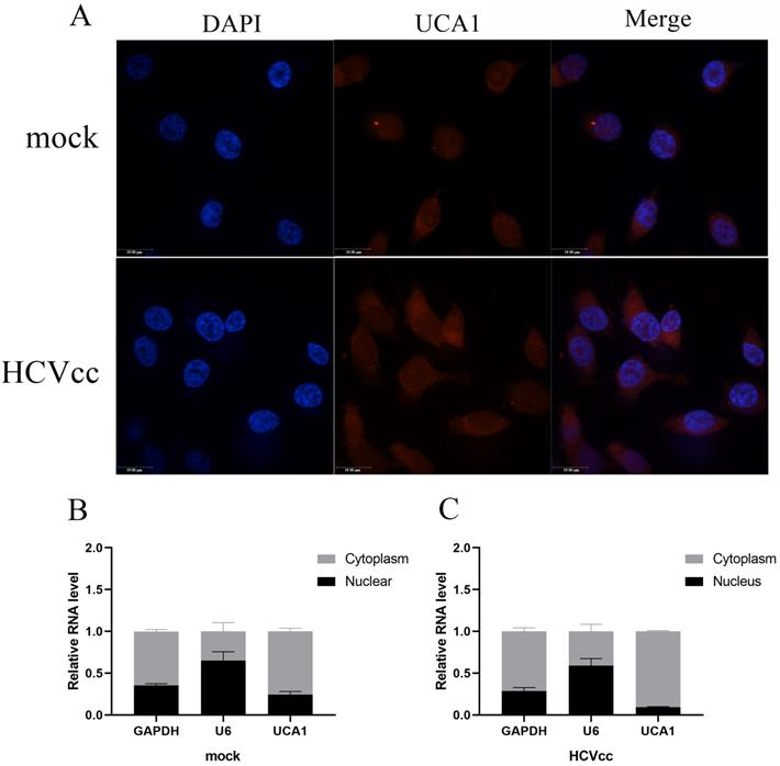 Int J Biol Sci Image