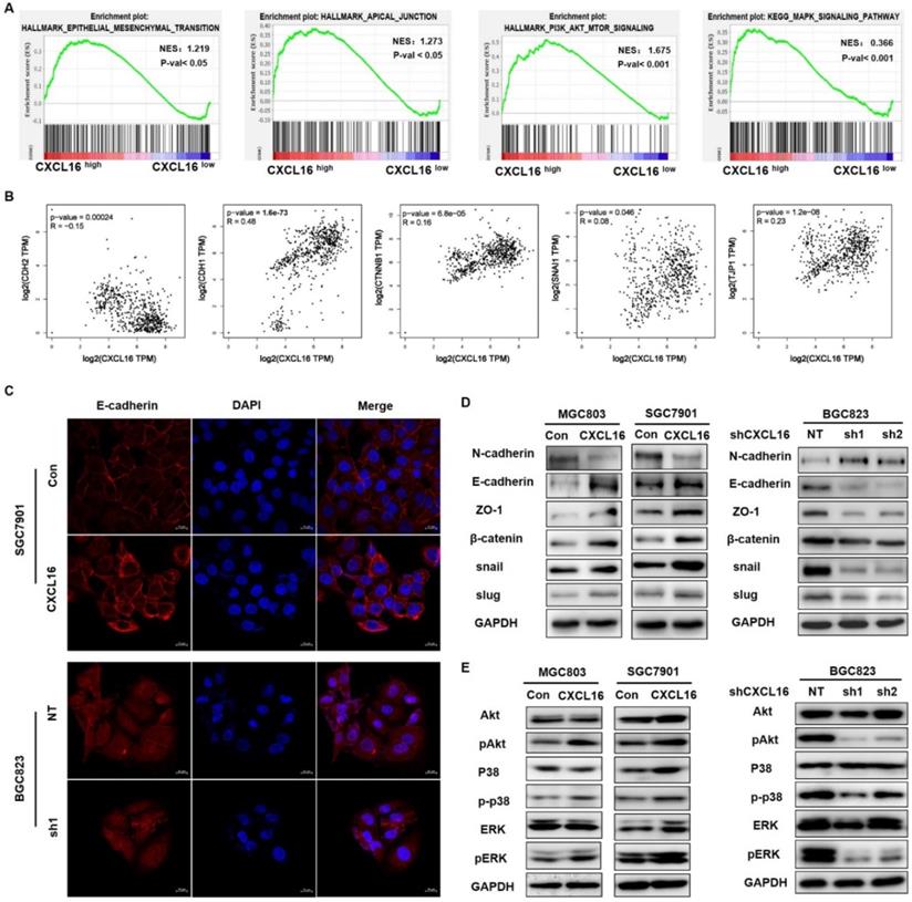 Int J Biol Sci Image