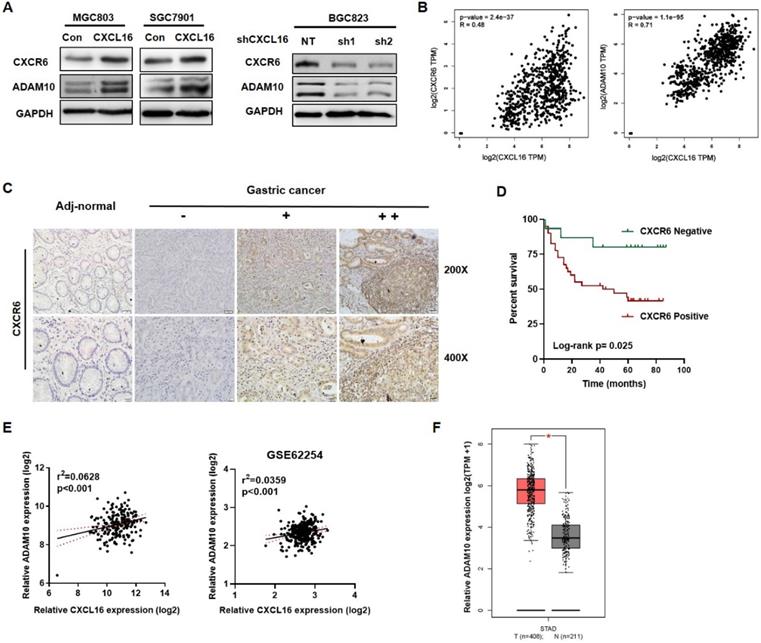 Int J Biol Sci Image