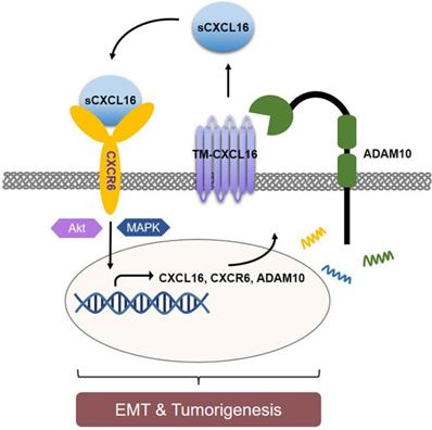 Int J Biol Sci Image