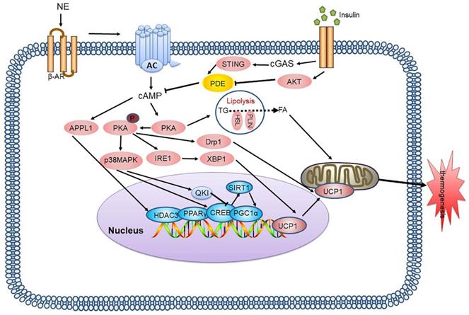 Int J Biol Sci Image