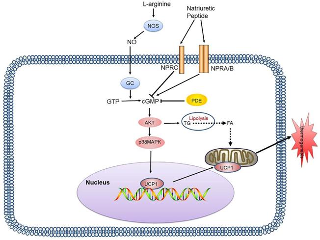 Int J Biol Sci Image