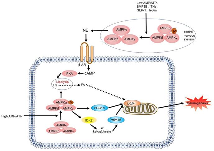 Int J Biol Sci Image