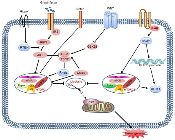 Int J Biol Sci Image