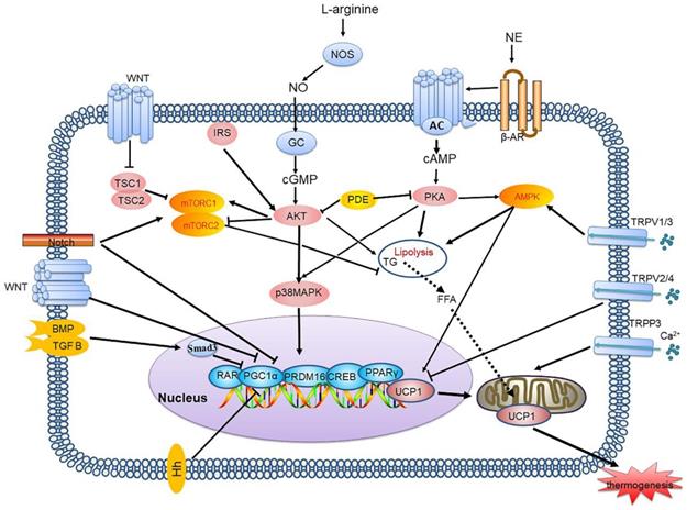 Int J Biol Sci Image