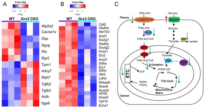 Int J Biol Sci Image