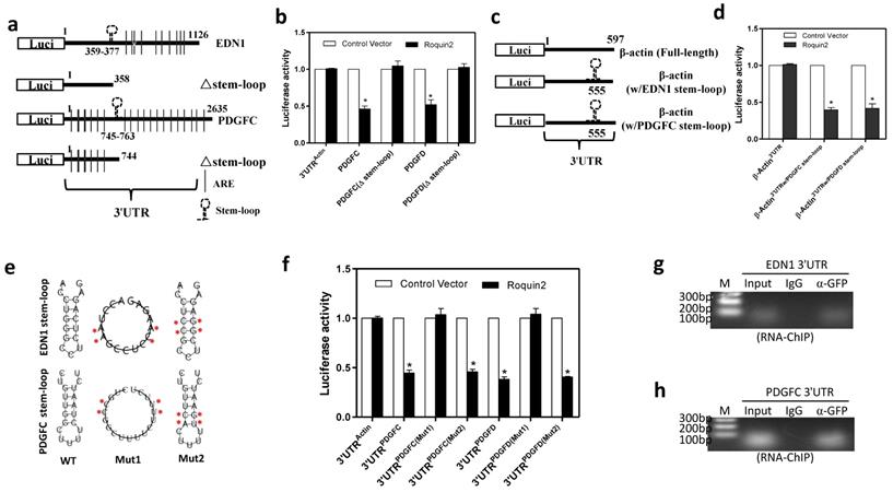 Int J Biol Sci Image