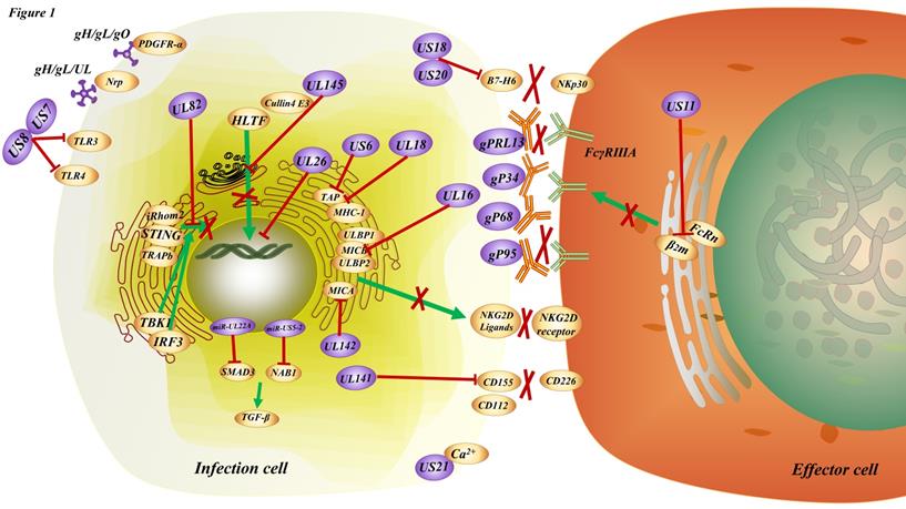 Int J Biol Sci Image