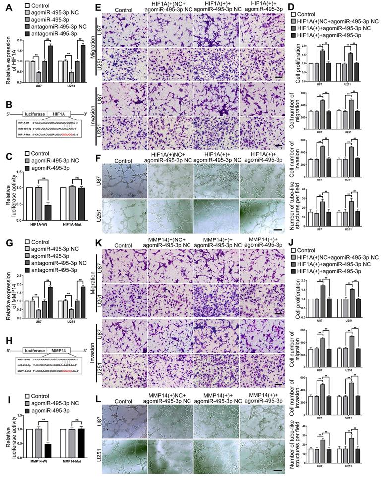 Int J Biol Sci Image