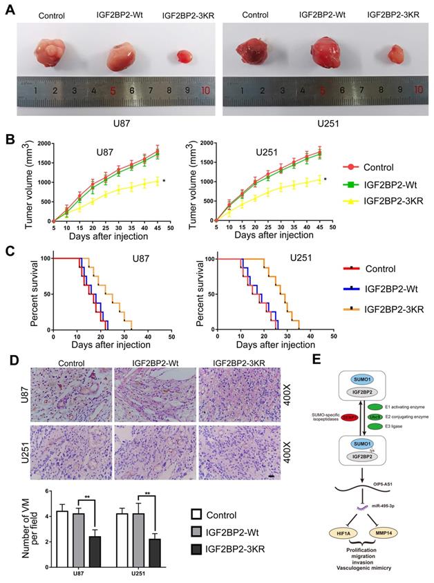 Int J Biol Sci Image