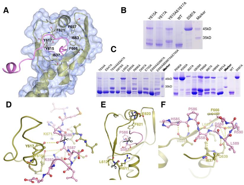 Int J Biol Sci Image