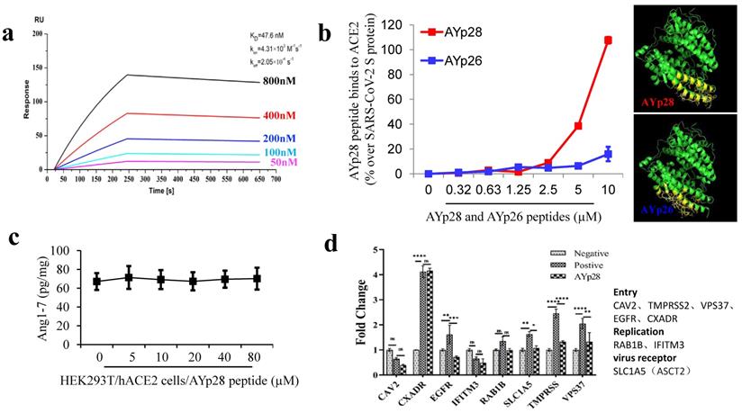 Int J Biol Sci Image