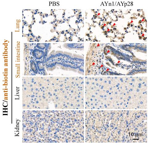 Int J Biol Sci Image