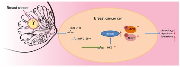 Int J Biol Sci Image