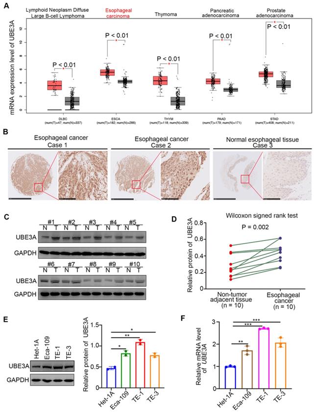 Int J Biol Sci Image