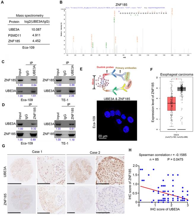 Int J Biol Sci Image