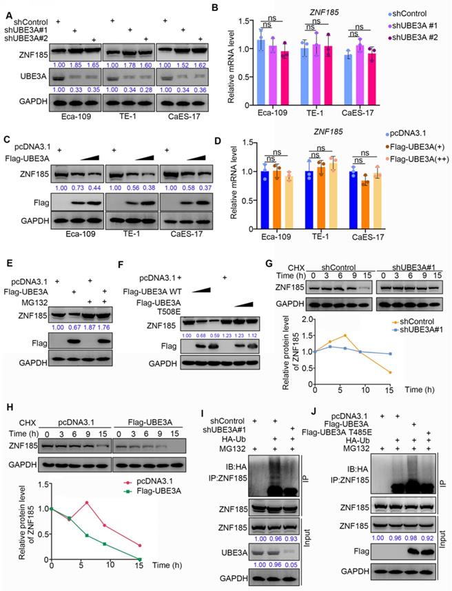 Int J Biol Sci Image