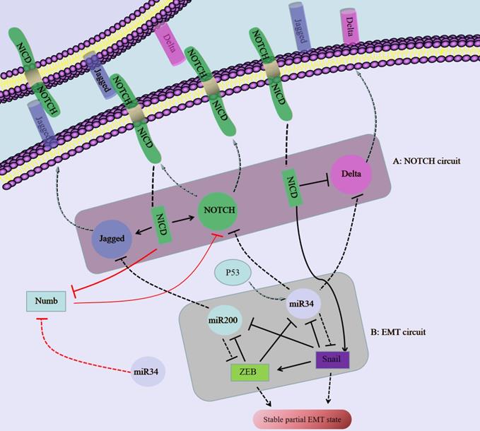 Int J Biol Sci Image