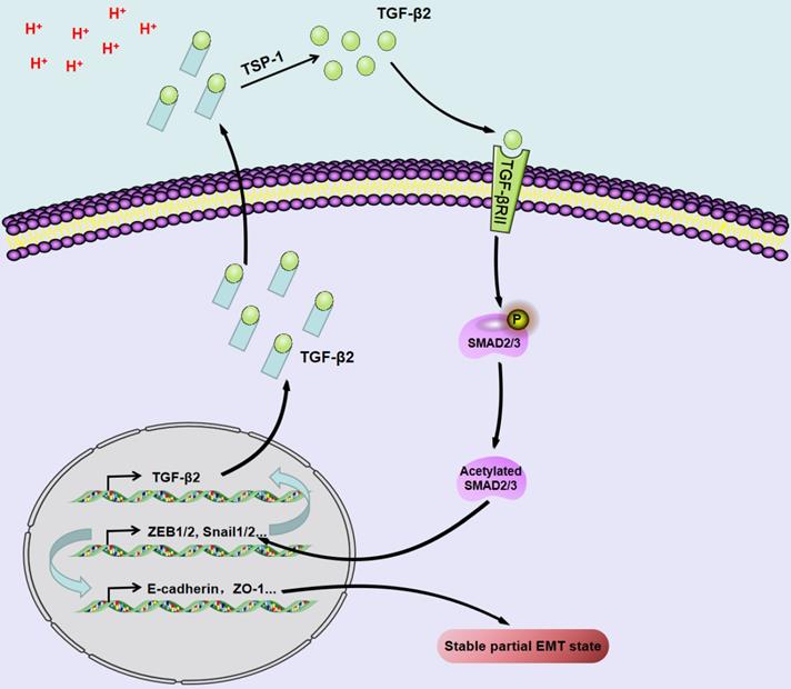 Int J Biol Sci Image