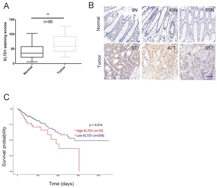 Int J Biol Sci Image