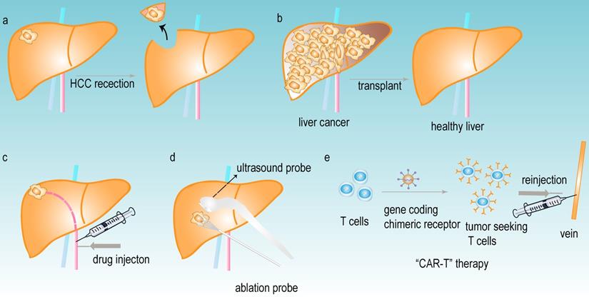 Int J Biol Sci Image