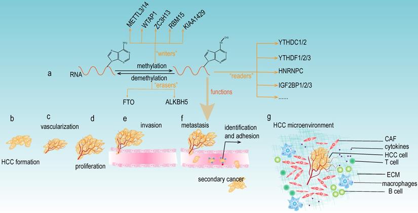 Int J Biol Sci Image