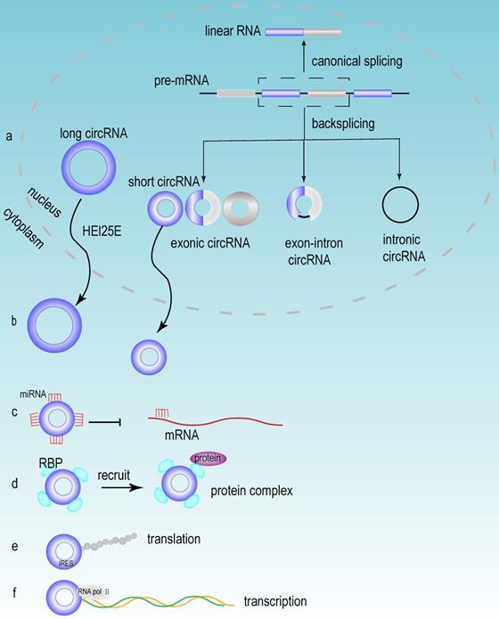 Int J Biol Sci Image