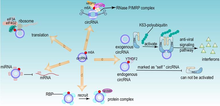 Int J Biol Sci Image