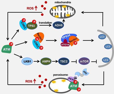 Int J Biol Sci Image