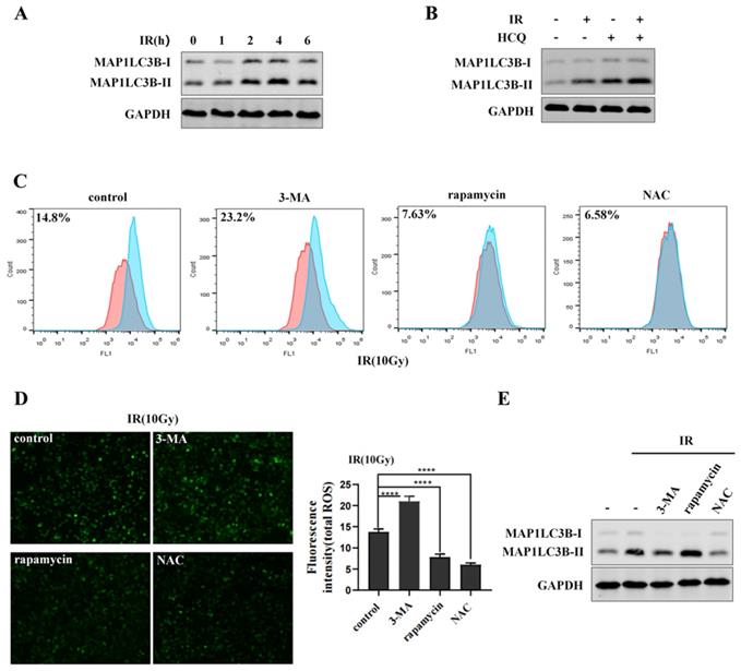 Int J Biol Sci Image