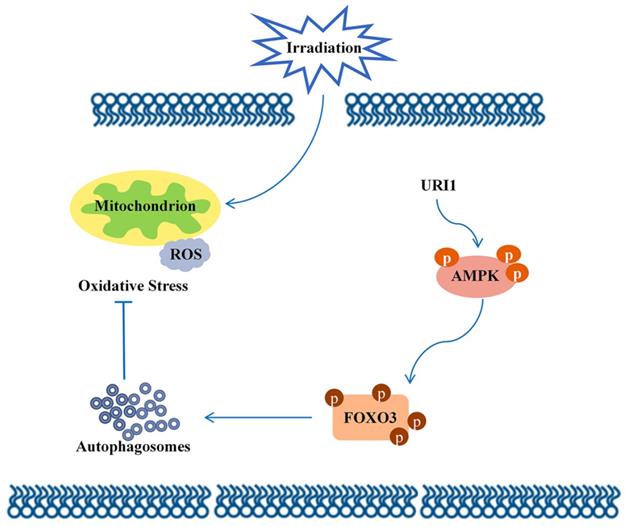 Int J Biol Sci Image