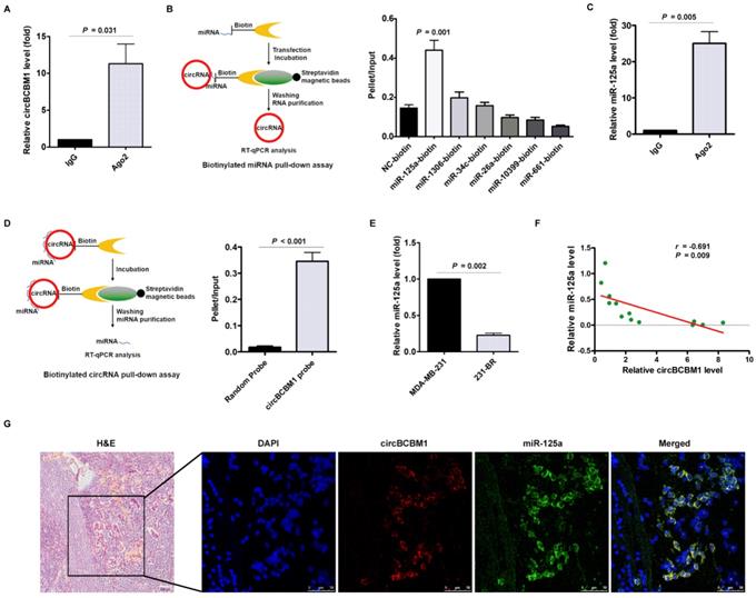 Int J Biol Sci Image