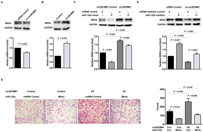 Int J Biol Sci Image