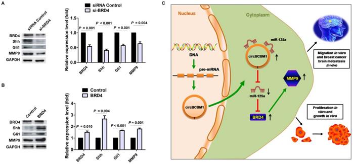 Int J Biol Sci Image