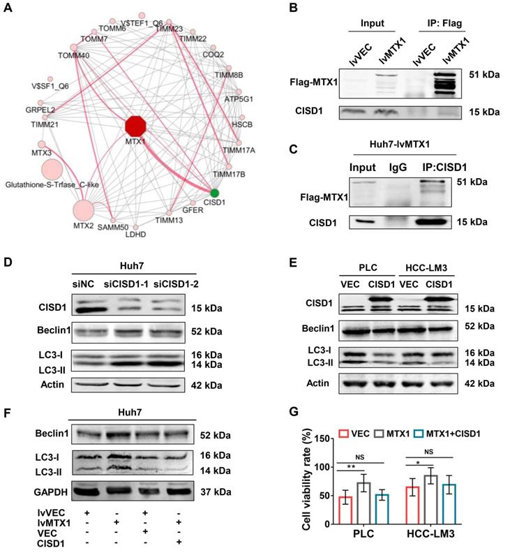 Int J Biol Sci Image