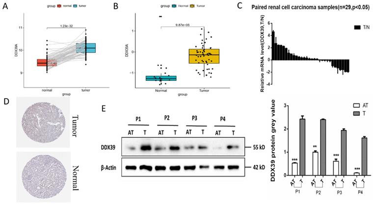 Int J Biol Sci Image