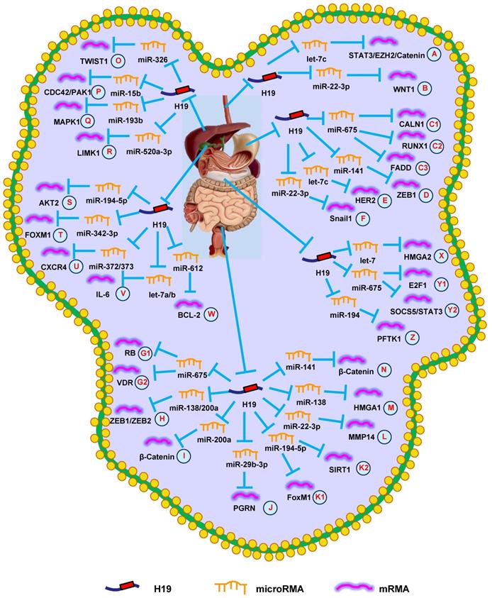 Int J Biol Sci Image