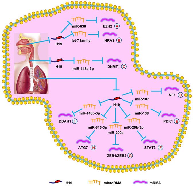 Int J Biol Sci Image