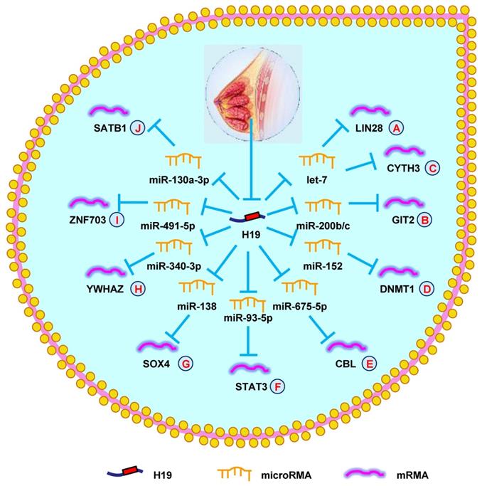 Int J Biol Sci Image