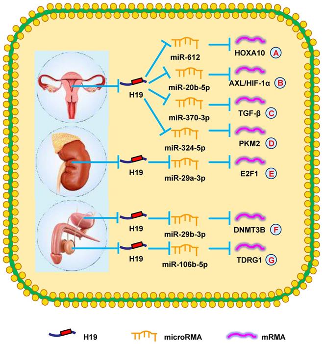 Int J Biol Sci Image