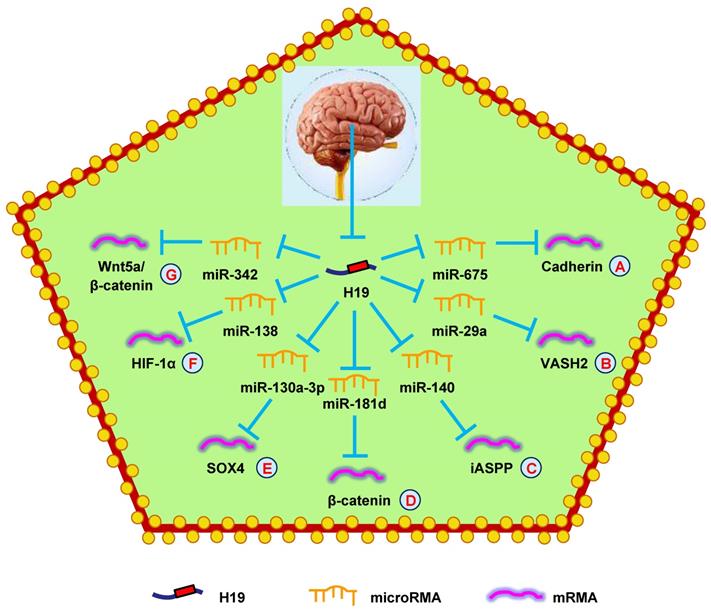 Int J Biol Sci Image