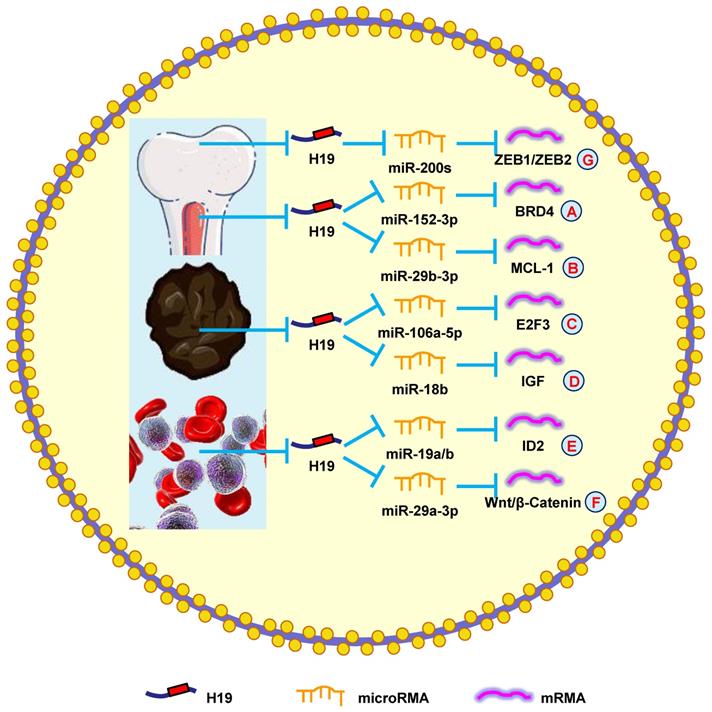 Int J Biol Sci Image