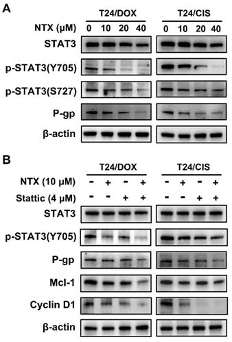 Int J Biol Sci Image