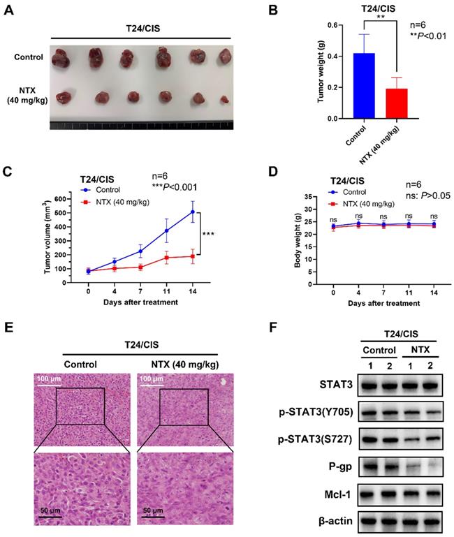 Int J Biol Sci Image