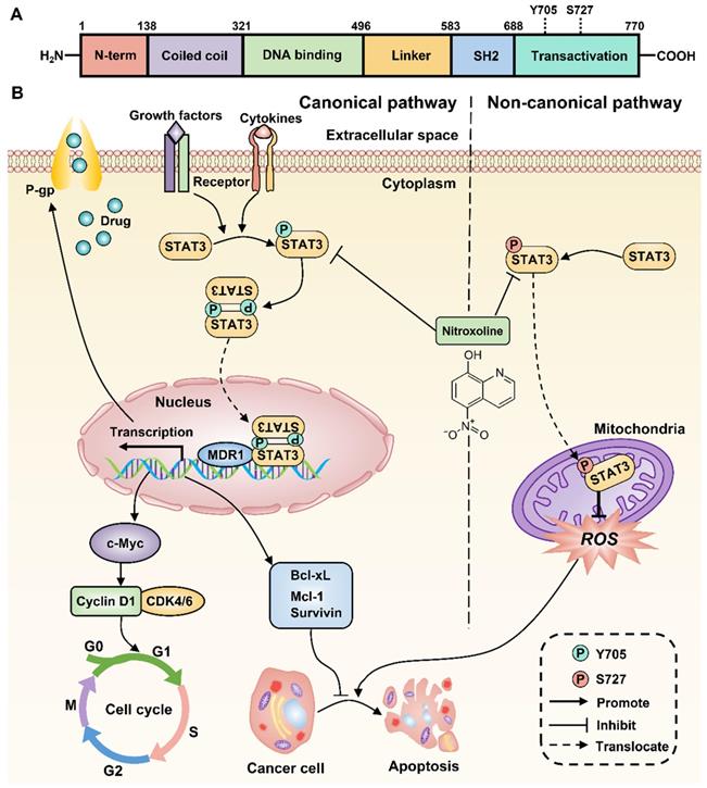 Int J Biol Sci Image