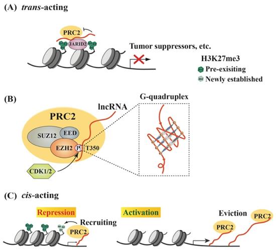 Int J Biol Sci Image