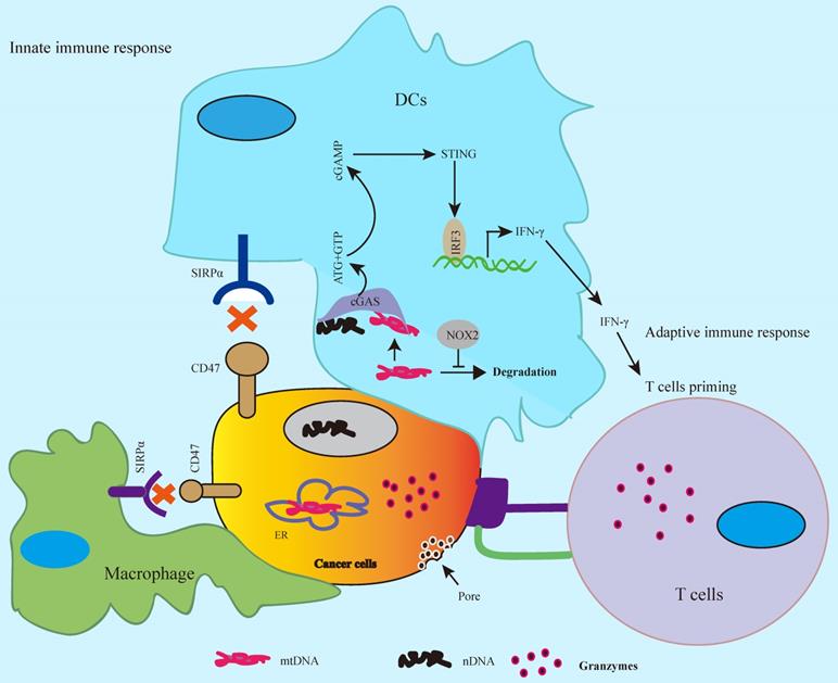 Int J Biol Sci Image