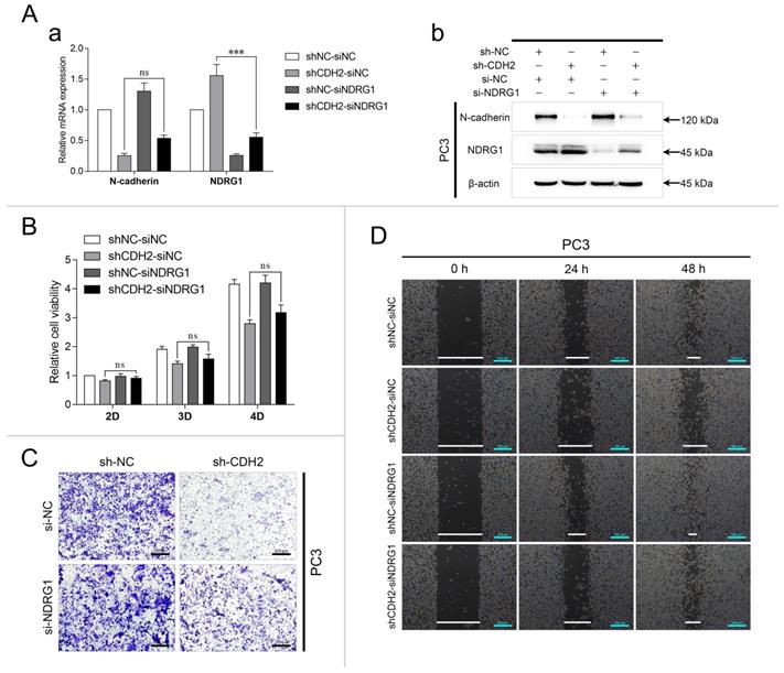 Int J Biol Sci Image