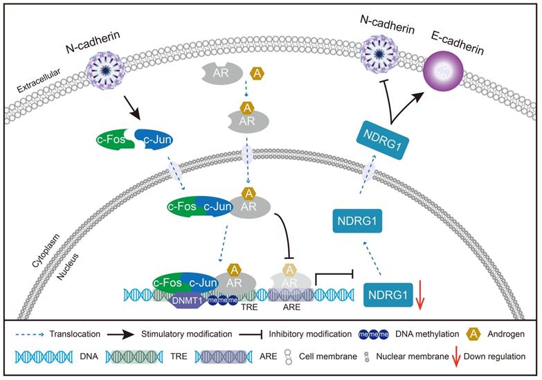 Int J Biol Sci Image