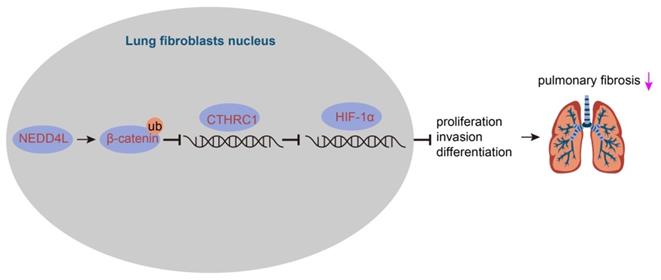 Int J Biol Sci Image